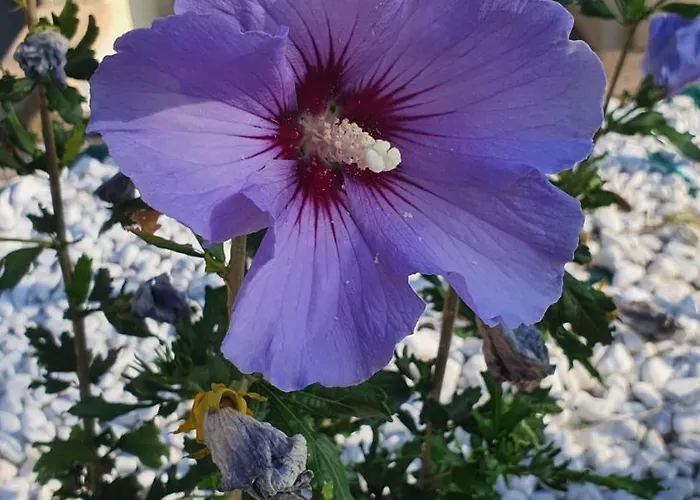 Proche Centre, Gare, Parc, Parking By Maison Bonhage